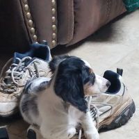 Dachshunds Of Texas ico