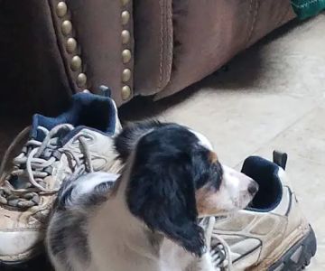 Dachshunds Of Texas