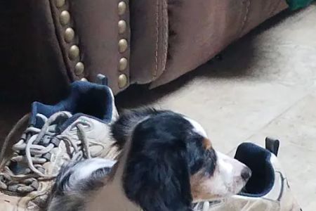 Dachshunds Of Texas