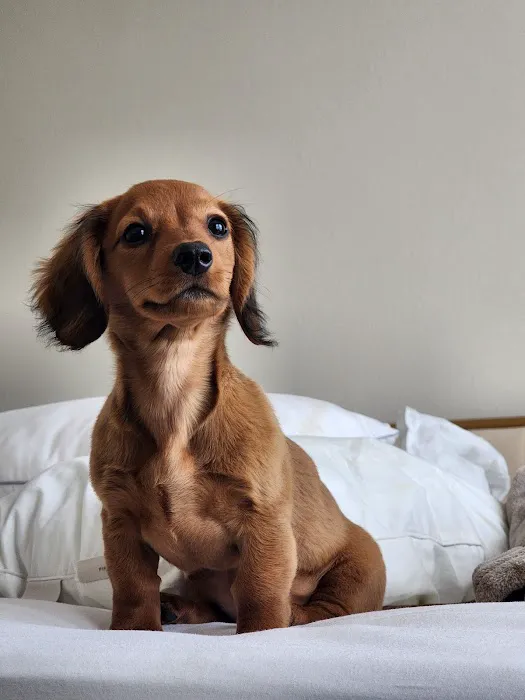 Dachshunds Of Texas 12