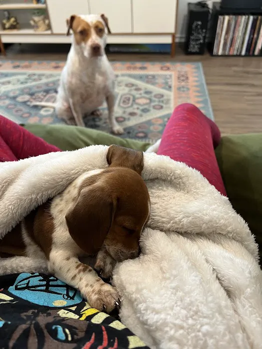 Dachshunds Of Texas 12