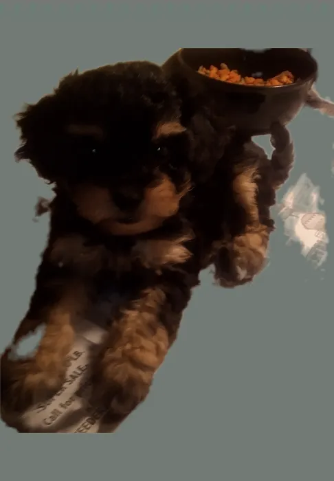 Maltipoos of Texas 12