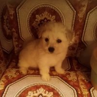 Maltipoos of Texas ico