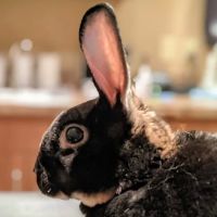Animal Eye Specialty Center ico