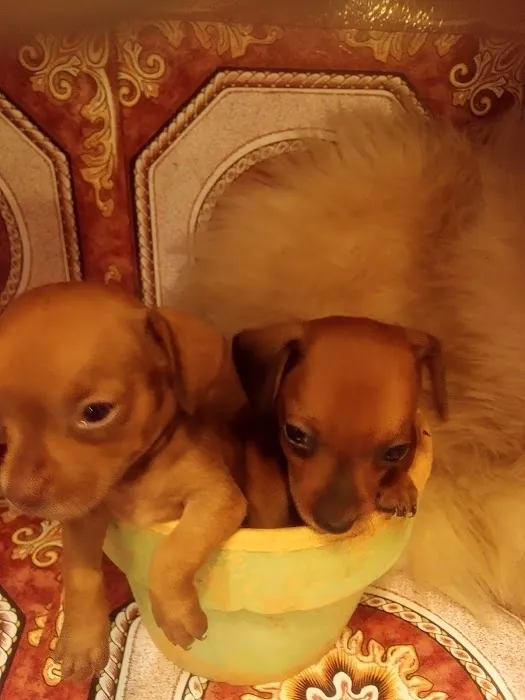 Mini Dachshunds of Texas 12