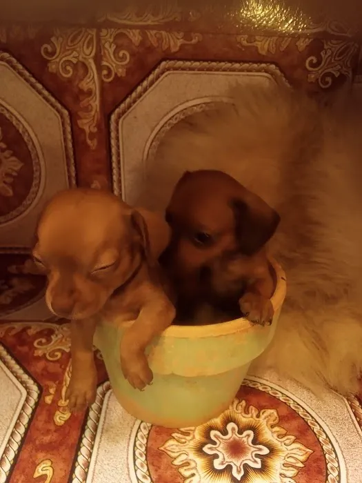 Mini Dachshunds of Texas 12