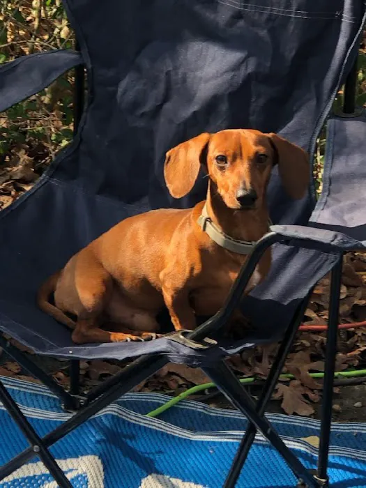 Mini Dachshunds of Texas 12