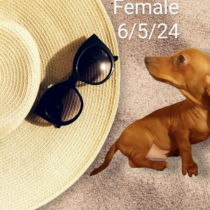 Mini Dachshunds of Texas 12