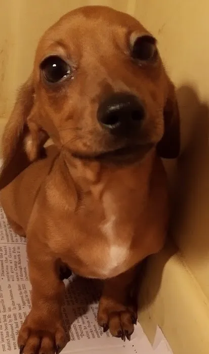 Mini Dachshunds of Texas 12