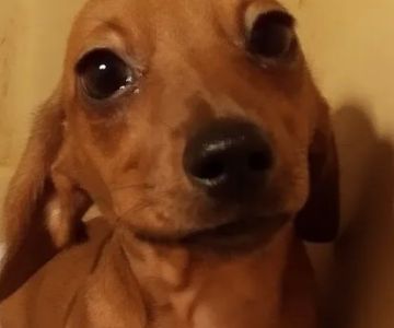 Mini Dachshunds of Texas