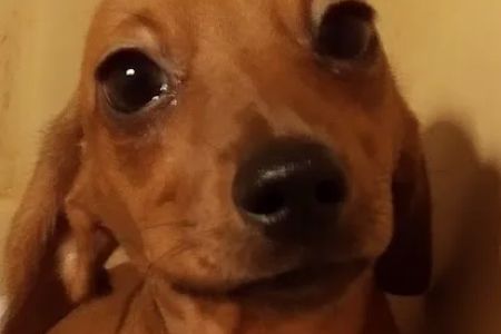 Mini Dachshunds of Texas
