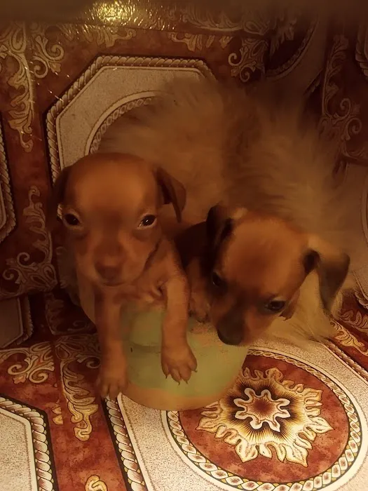 Mini Dachshunds of Texas 12