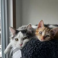 VCA PineRidge Animal Hospital ico