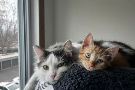 VCA PineRidge Animal Hospital