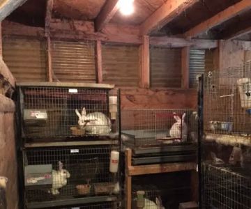 Silver Ridge Rabbitry and Farms