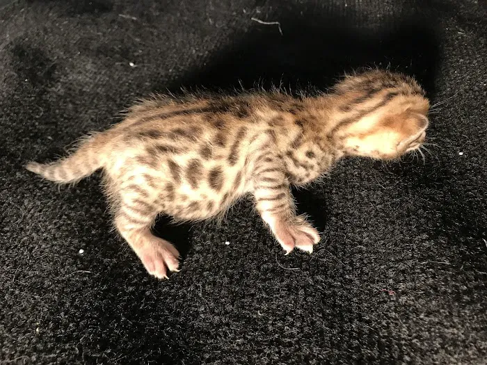 Stillwater Premier Bengal Cats 7