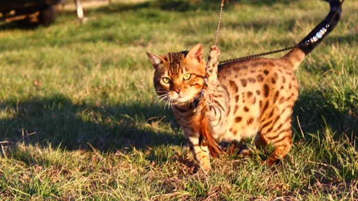 Stillwater Premier Bengal Cats 10