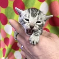 Stillwater Premier Bengal Cats ico