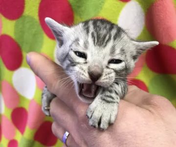 Stillwater Premier Bengal Cats