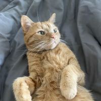 Cottage Grove Animal Hospital ico