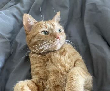 Cottage Grove Animal Hospital