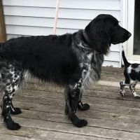 Smith Veterinary Hospital ico