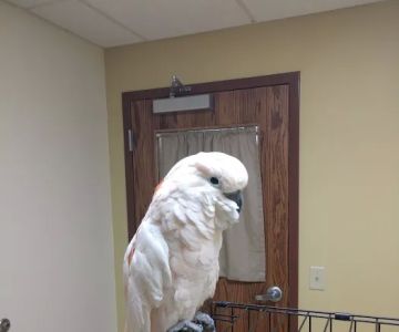 Valley View Pet Hospital
