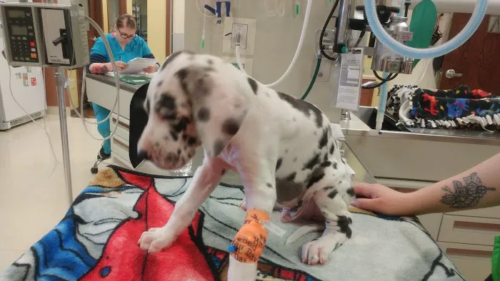 Valley View Pet Hospital 8