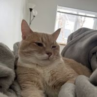 River Ridge Pet Clinic ico