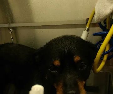 Green Mountain Pet & Tack Supply