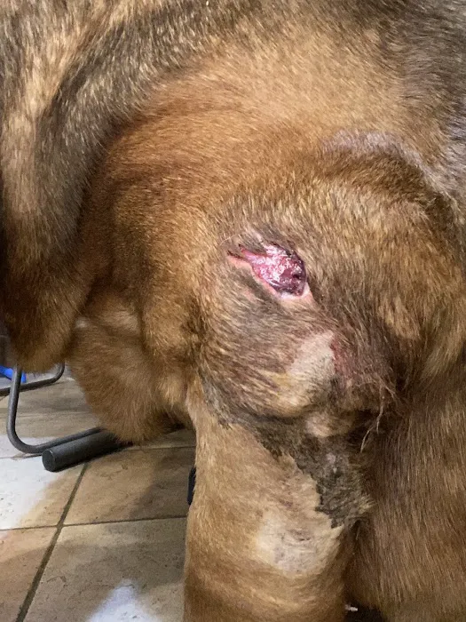 South Metro Animal Emergency Care 12