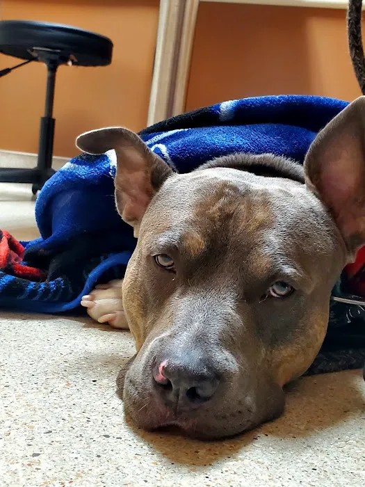 South Metro Animal Emergency Care 12