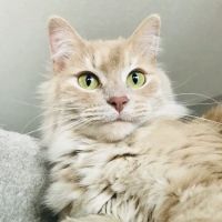 Vetco Total Care Animal Hospital ico