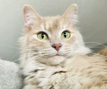 Vetco Total Care Animal Hospital
