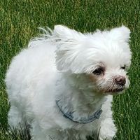 Vet Partners Apple Valley ico