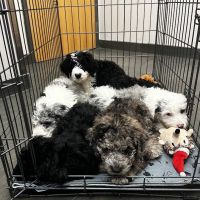 Lakeville Family Pet Clinic ico