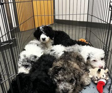 Lakeville Family Pet Clinic