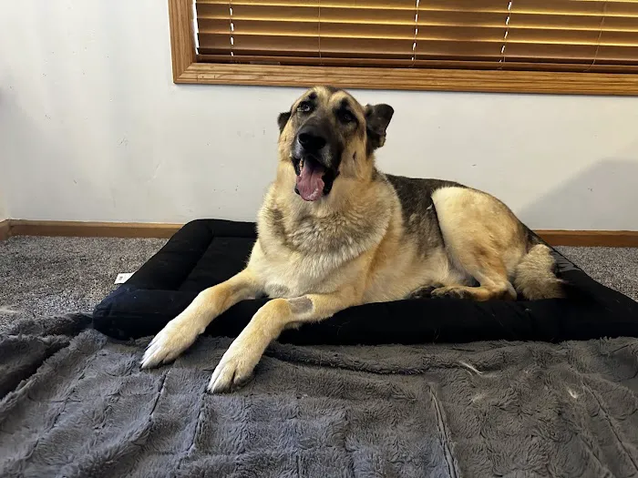 Akin Hills Pet Hospital 1