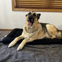 Akin Hills Pet Hospital ico