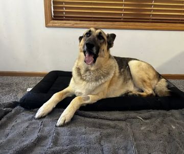 Akin Hills Pet Hospital