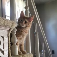 West Central Ohio Veterinary ico