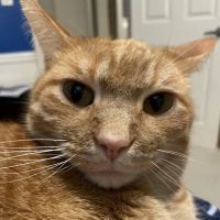 Auglaize Animal Hospital ico