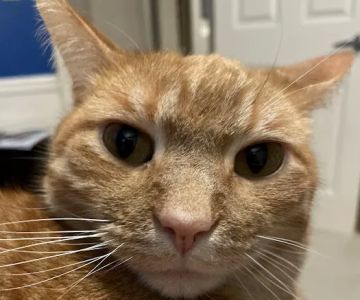 Auglaize Animal Hospital