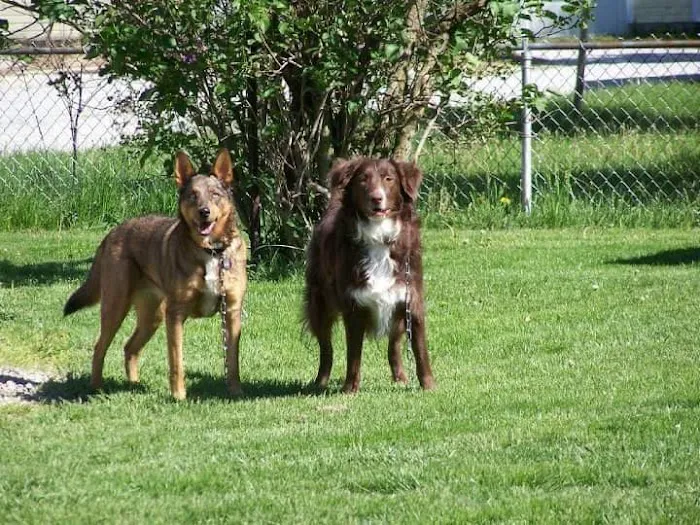 Auglaize Animal Hospital 12