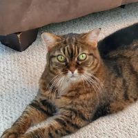 Heatherdowns Veterinary Clinic ico