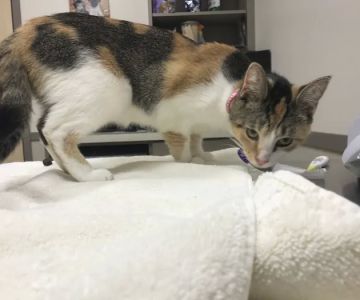 Holly Farms Animal Care Center: Ferguson Susie M DVM