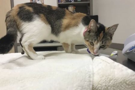 Holly Farms Animal Care Center: Ferguson Susie M DVM