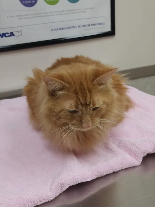 VCA Holly Farms Animal Hospital 12