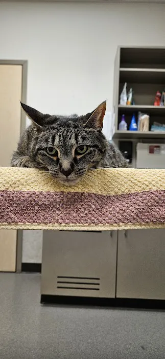 VCA Holly Farms Animal Hospital 12