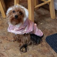 VCA Holly Farms Animal Hospital ico